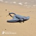 Raia Manta