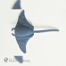 Raia Manta